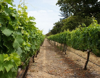 Механізоване проріджування грон регулює врожайність винограду